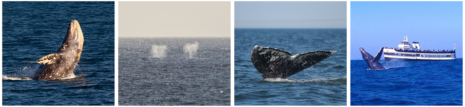 Your Guide to Whale Watching